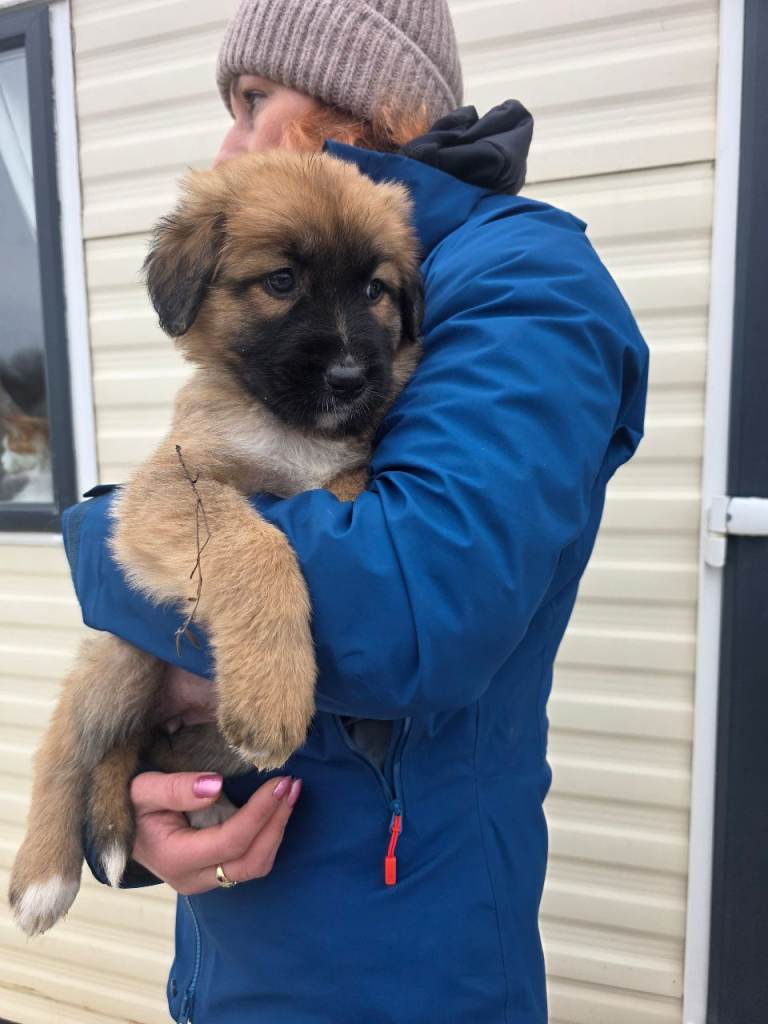 Highland sheppards puppies !!!
