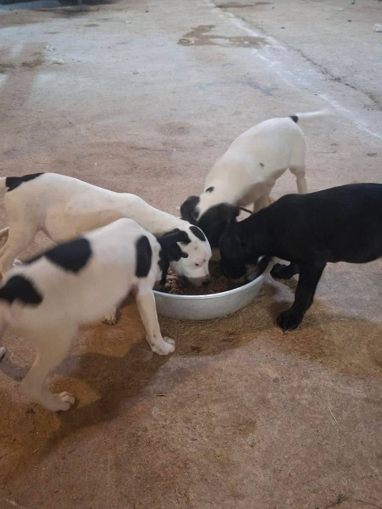 Labrador x staff puppies