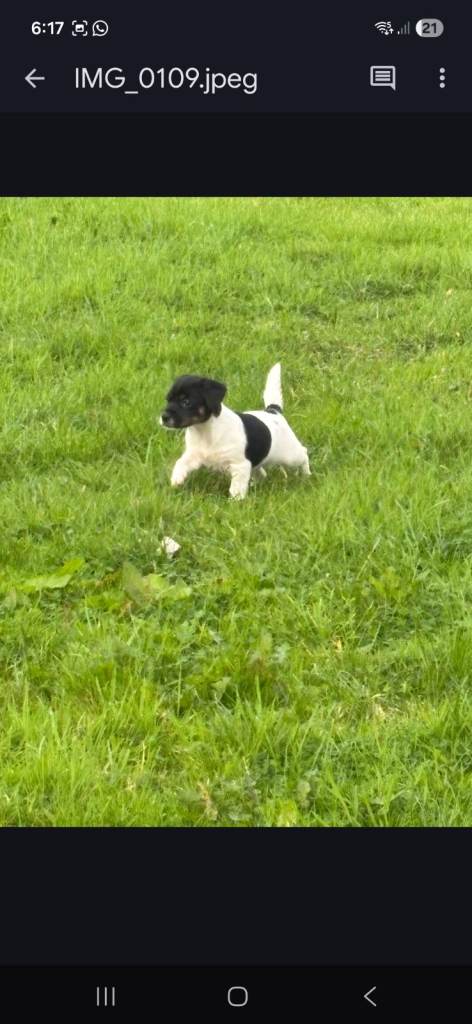 Jack Russell puppy