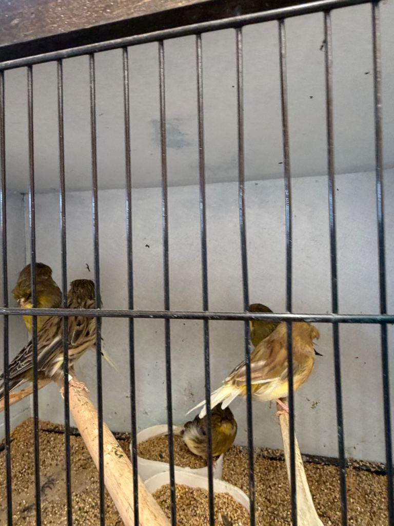 Canaries 