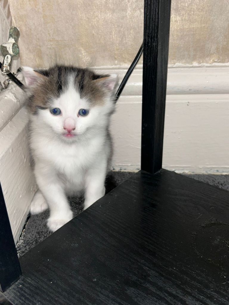 fluffy kittens 