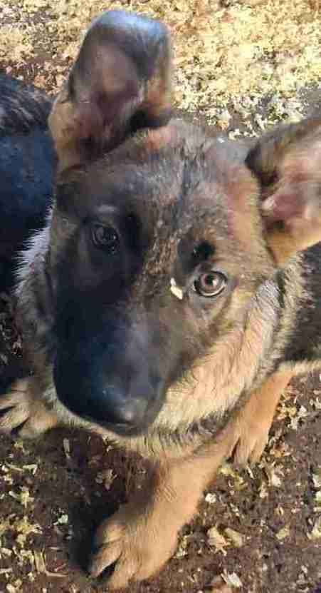 German Shepherd Puppies in Dundrod near Belfast