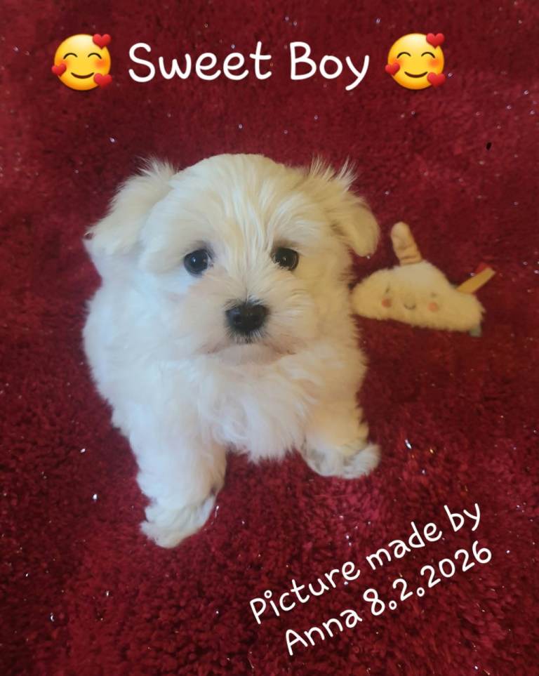 Maltese pedigree puppies 💕💞