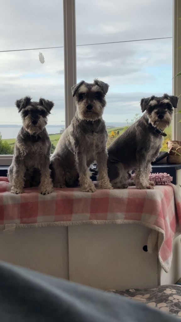 Miniature schnauzers 