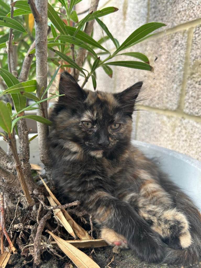 Kittens