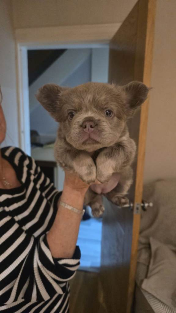 Beautiful French bulldog 