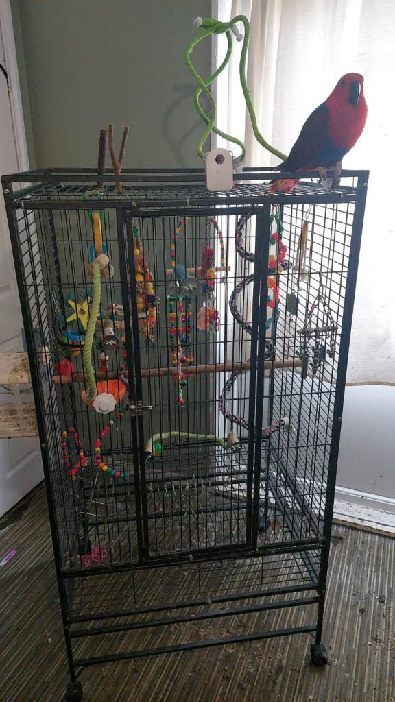 Parrot cage 