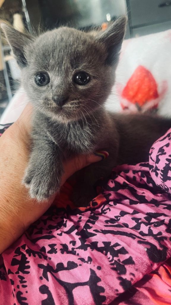 Grey/russian blue kittens