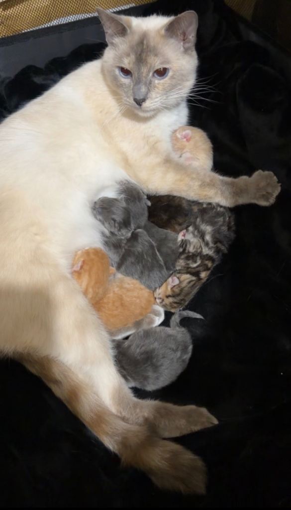7 Stunning Ragdollx Kittens