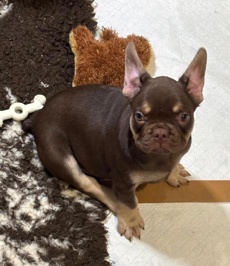 QUALITY FRENCH BULLDOGS 