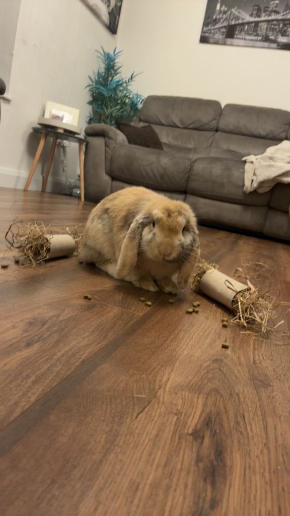 Mini lop 5 months old 