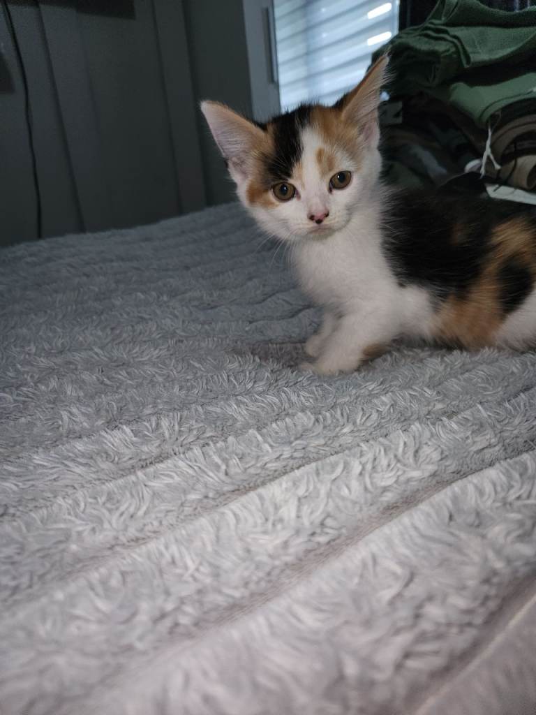 8 week old 1 male 4 females 