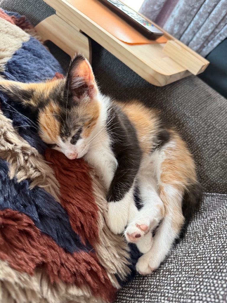 Girl free to good loving home