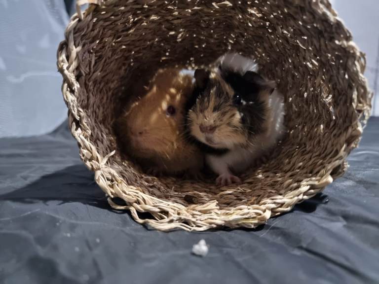 2 male guinea pigs 