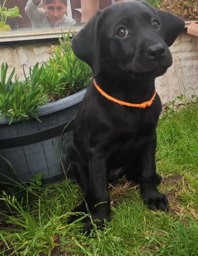 Stunning Black & Yellow Labrador Puppies