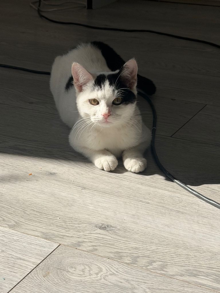 Black and white cat looking for a loving home 