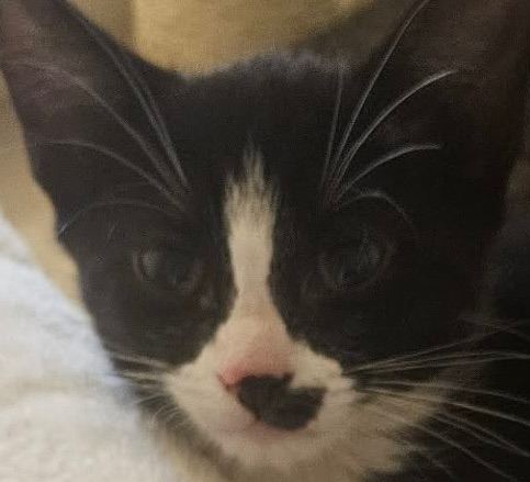 Bengal kitten  need gone ASAP 
