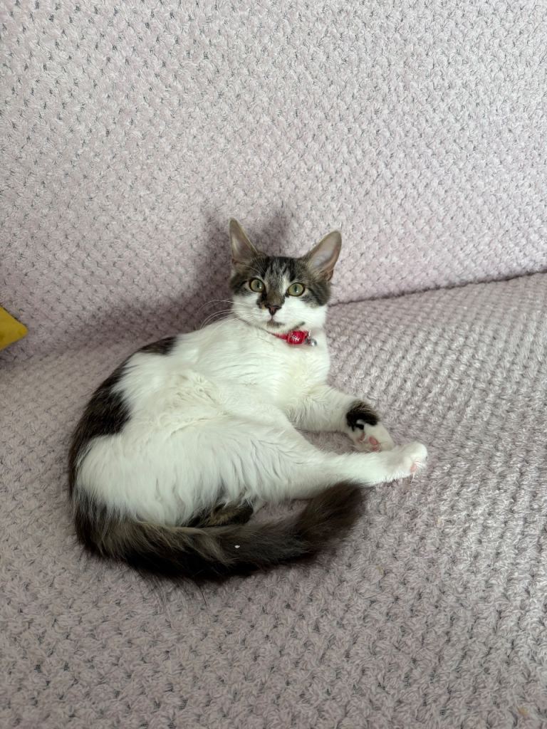 Loving 5 Month Old Ragdoll Mix Kitten