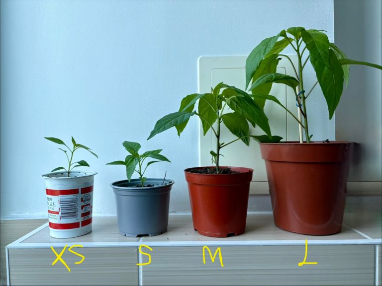 Homegrown Thai Bird’s Eye Chilli Plants – Pesticide-Free (4 Sizes) – Collection E14