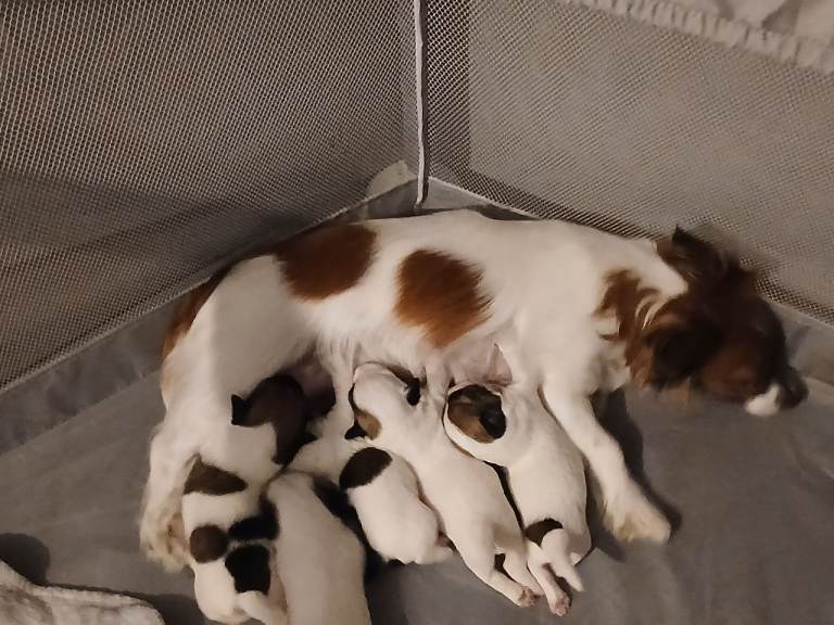 Jack Russell puppies