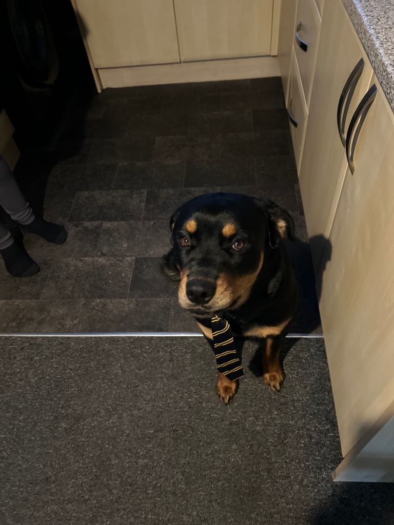 Rottweiler 