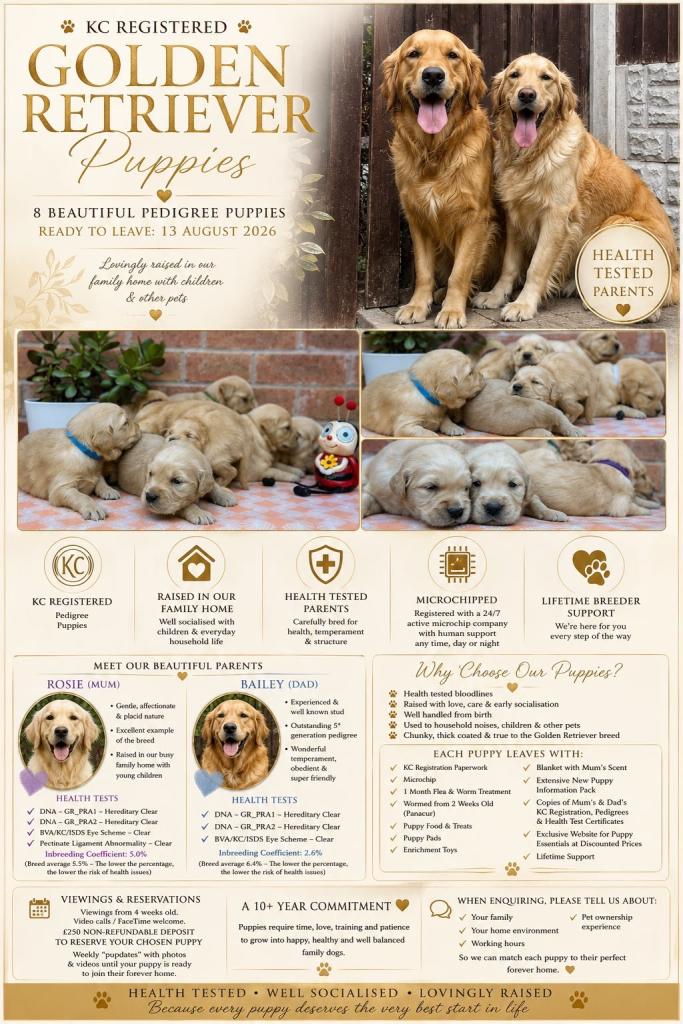 KC Golden Retriever Puppies •Health Tested• Pedigree•KC•
