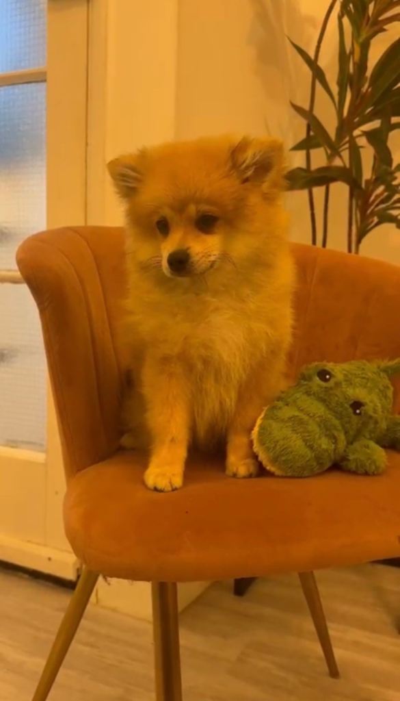 Male German Spitz puppy for sale