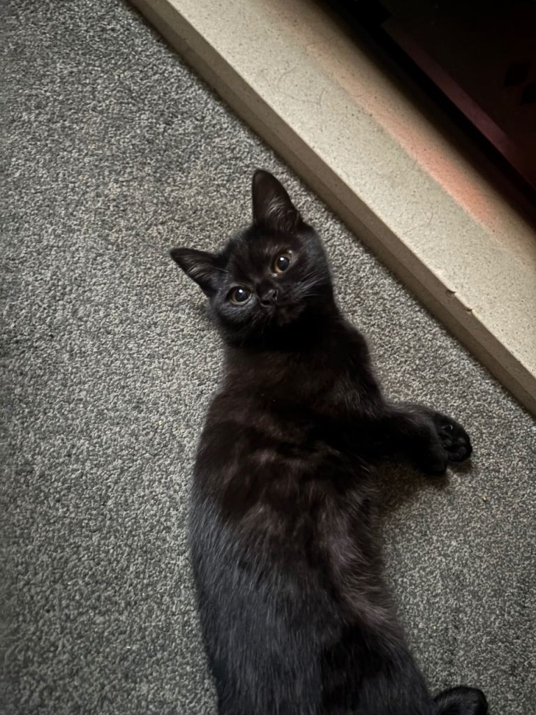 Half British short hair kitten 