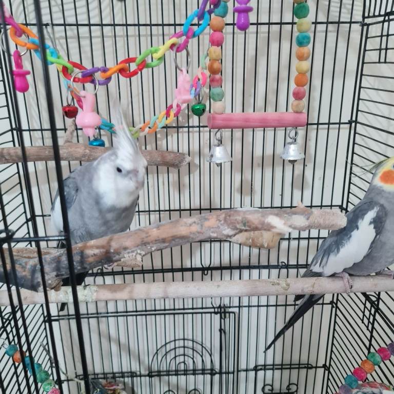 2 Cockatiels