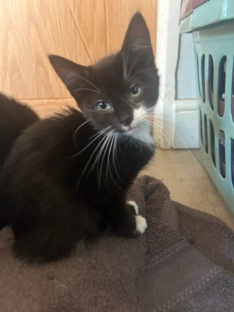  kittens ready for forever homes