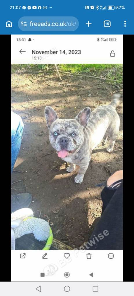 Male merle French bulldog 