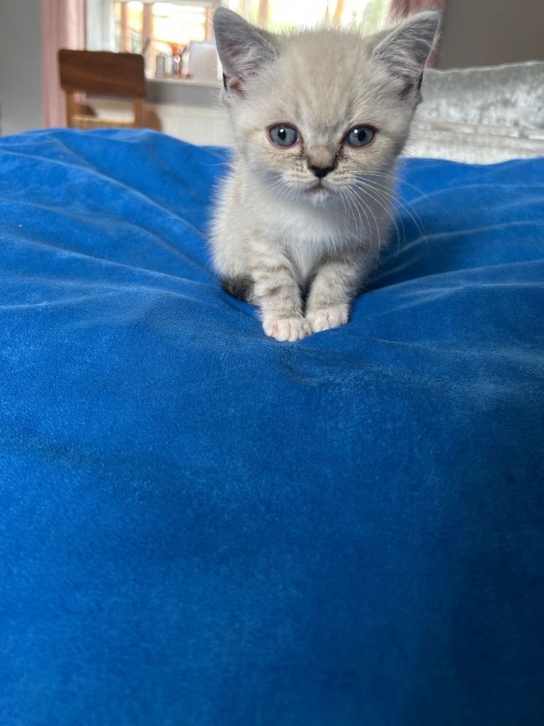 4 Himilayan X Chinchilla Persian Kittens 