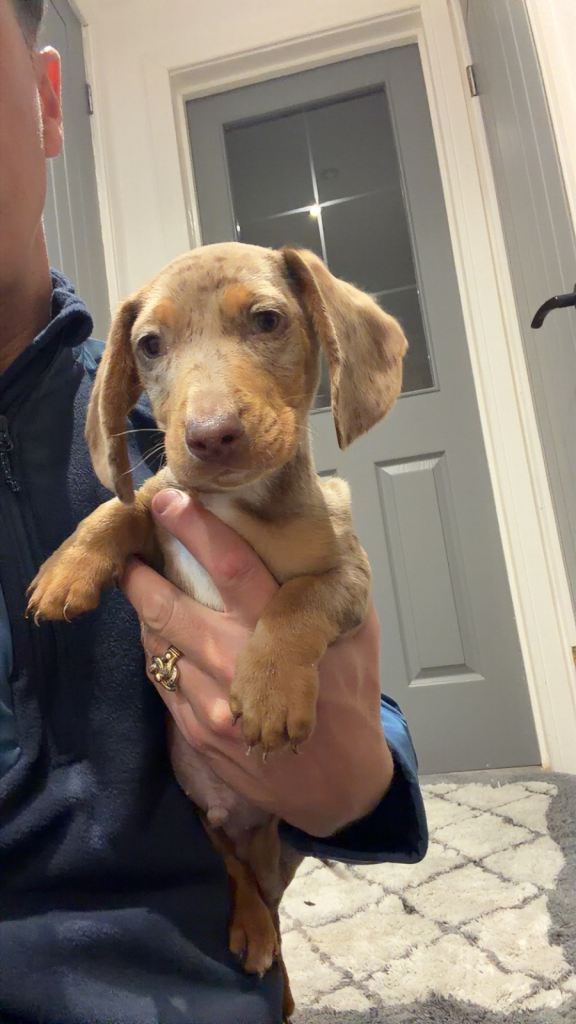 Miniature dachshunds puppies 