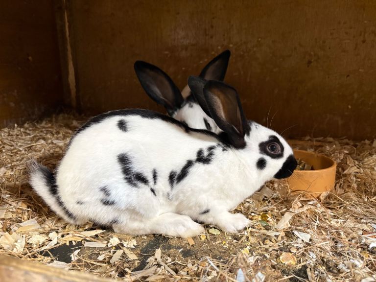 Baby English Rabbits