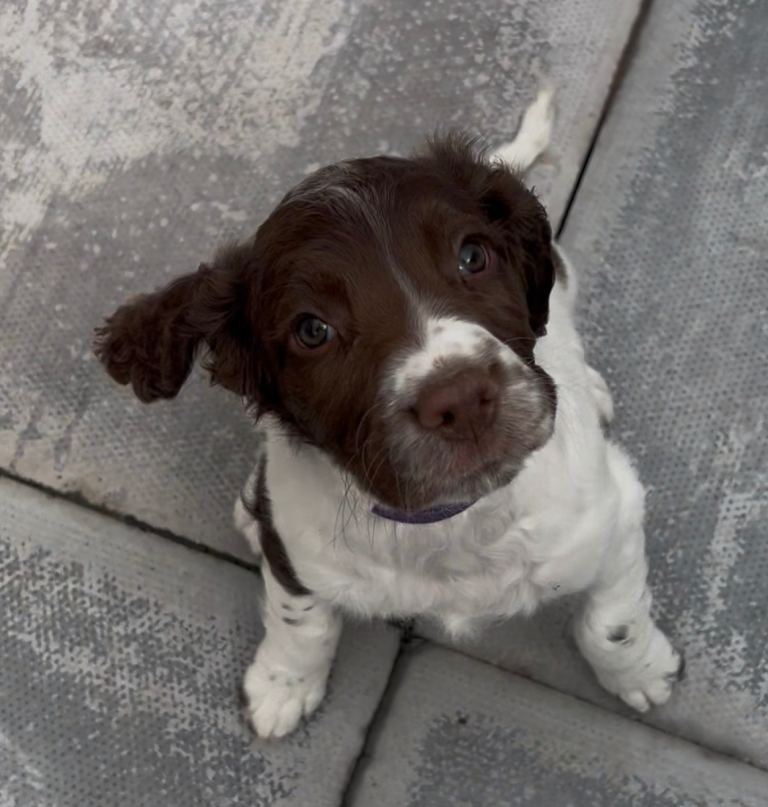 Springer Spaniel Pups