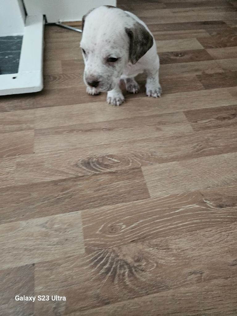 Staffordshire puppy 