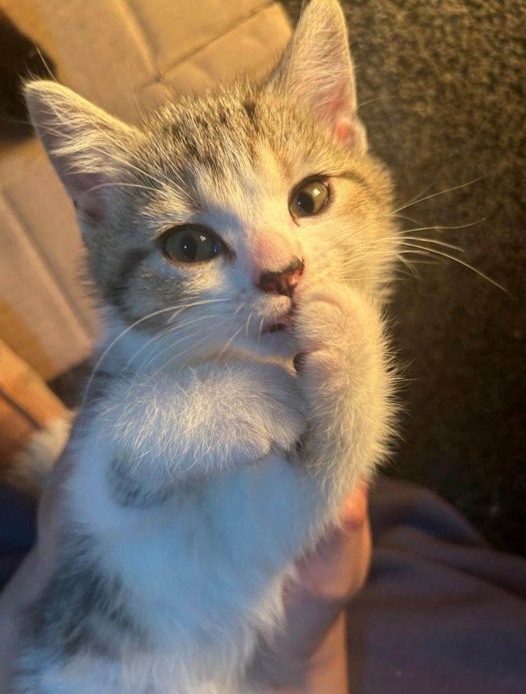 Cute White half British shorthair female kitten 