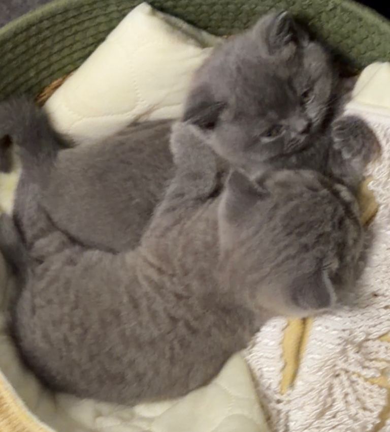 Beautiful British shorthair kittens 