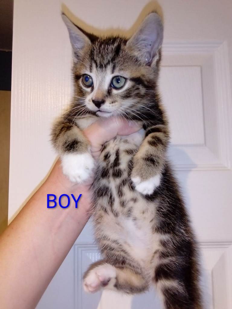 2 Bengal x British shorthair kittens