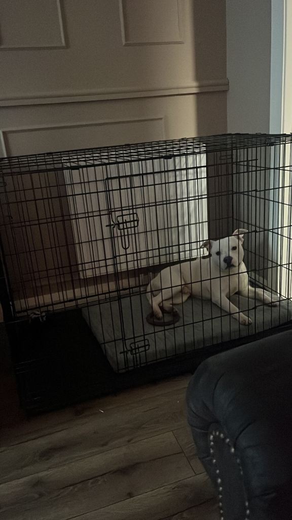 FREE XL dog crate 