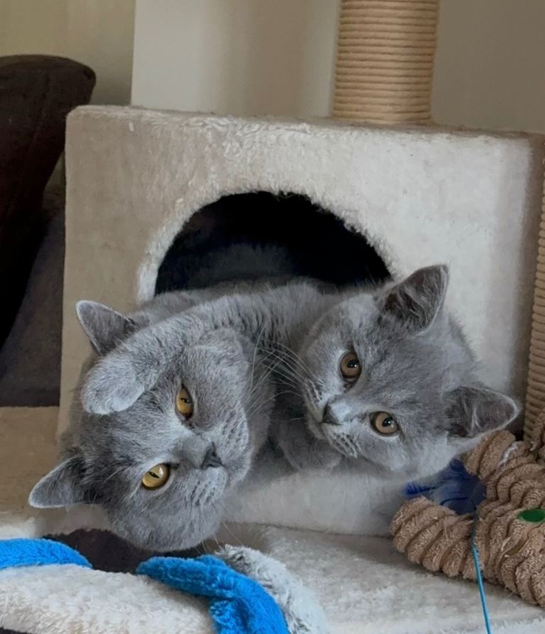 Brothers need to be rehomed 
