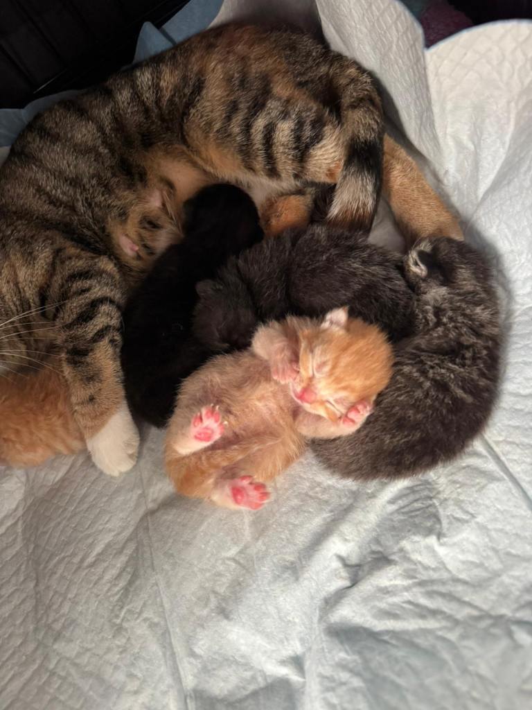 BRITISH SHORTHAIR CROSS OCICAT KITTENS 