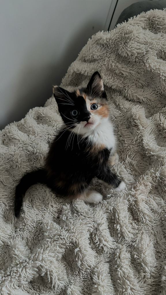 Stunning female kitten