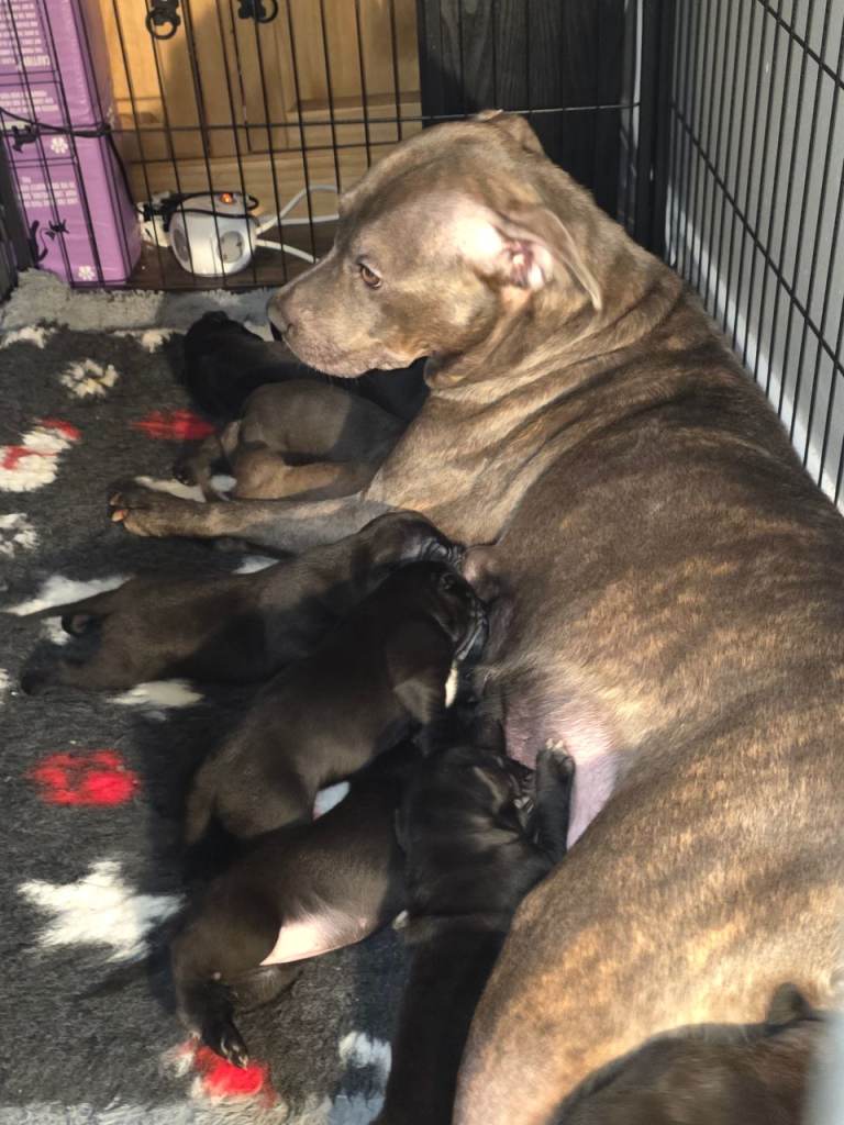 Staffy x cane corso puppys 