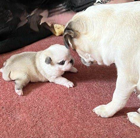 Adorable Chunky Panda Pug Puppies