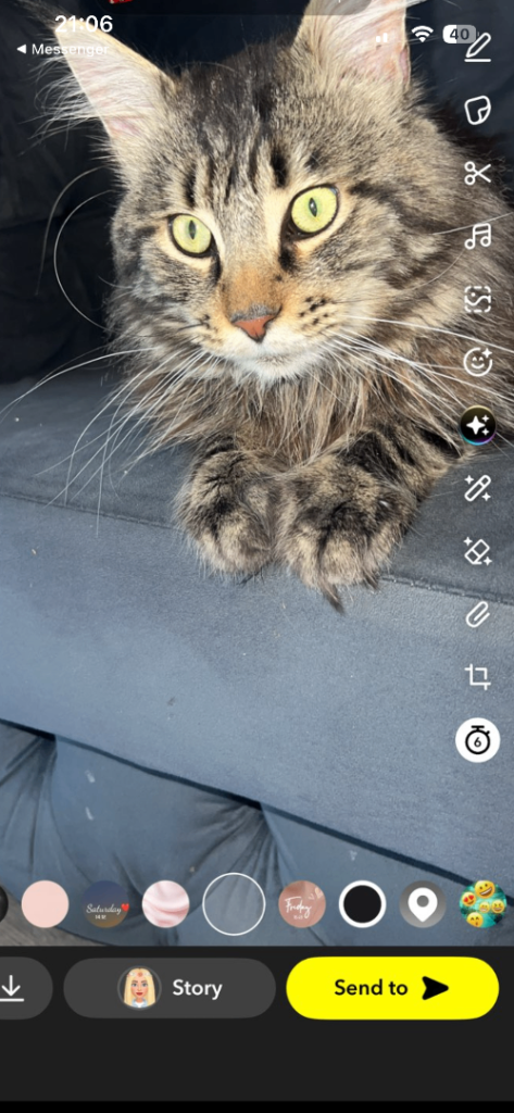 Beautiful mainecoon 