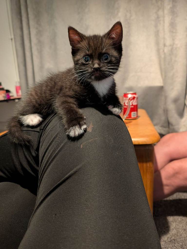 Rare chocolate bombay cross tuxedo girl 