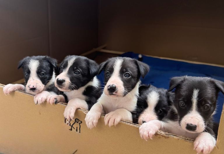 Beautiful Pure bred Border Collie pups