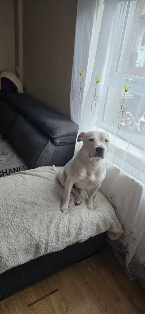 Staffordshire bull terrier