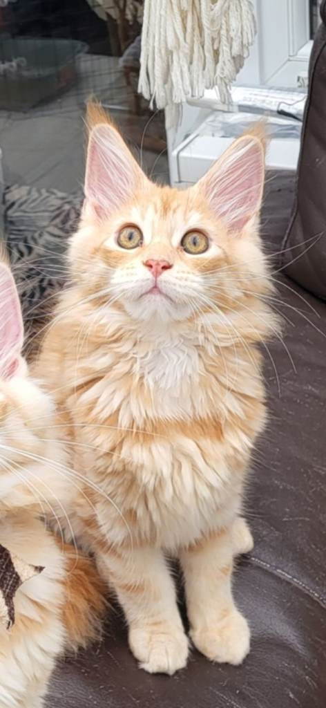 Female Maine Coon kitten ready now